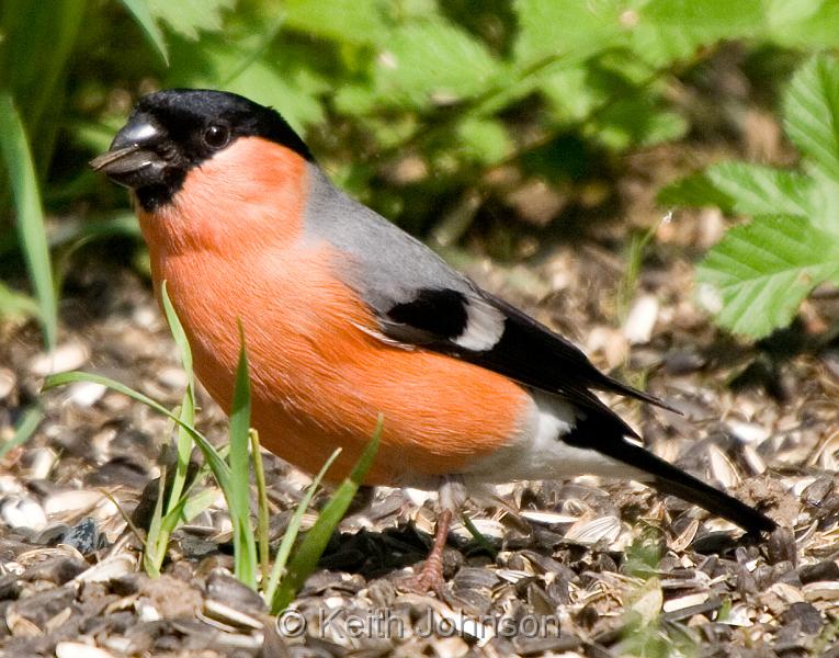 (M) Bullfinch 2.jpg